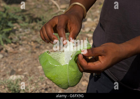 Calotropis Procera ist eine blühende Pflanze in der Definitionen-Familie, die ursprünglich aus N & tropischen Afrika, W & S Asien, & Indochina. Giftig Stockfoto
