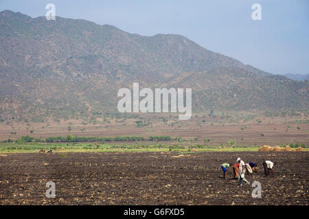 Äthiopische Landwirtschaft zwischen Weldiya und Mekele, Nord-Äthiopien. Stockfoto