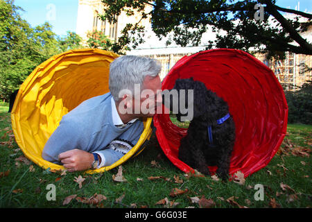 Westminster Dog of the Year Wettbewerb Stockfoto