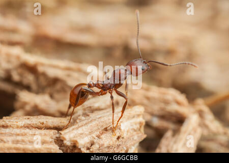 Ein Arbeiter der Wirbelsäule-taillierte Ant (Aphaenogaster Tennesseensis) Futter für Lebensmittel an einem gefallenen toten Baumstamm. Stockfoto