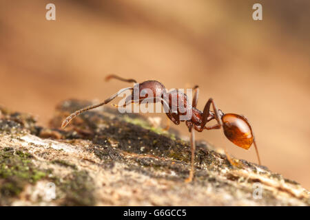 Ein Arbeiter der Wirbelsäule-taillierte Ant (Aphaenogaster Tennesseensis) Futter für Lebensmittel an einem gefallenen toten Baumstamm. Stockfoto