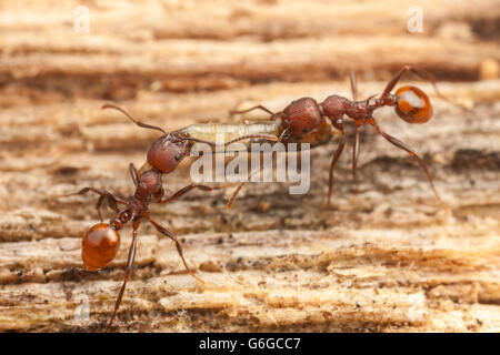 Wirbelsäule-taillierte Ant (Aphaenogaster Tennesseensis) Arbeiter tragen ein Insekt Larven zurück zu ihrem Nest von einer Futtersuche Reise. Stockfoto