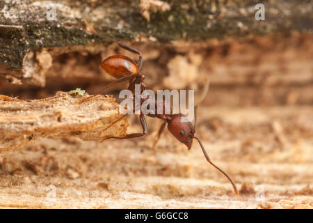 Ein Arbeiter der Wirbelsäule-taillierte Ant (Aphaenogaster Tennesseensis) Futter für Lebensmittel an einem gefallenen toten Baumstamm. Stockfoto