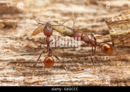 Wirbelsäule-taillierte Ant (Aphaenogaster Tennesseensis) Arbeiter tragen ein Insekt Larven zurück zu ihrem Nest von einer Futtersuche Reise. Stockfoto