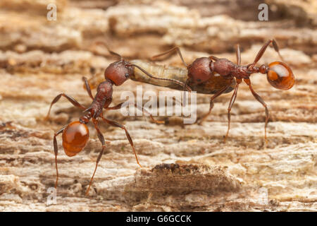 Wirbelsäule-taillierte Ant (Aphaenogaster Tennesseensis) Arbeiter tragen ein Insekt Larven zurück zu ihrem Nest von einer Futtersuche Reise. Stockfoto