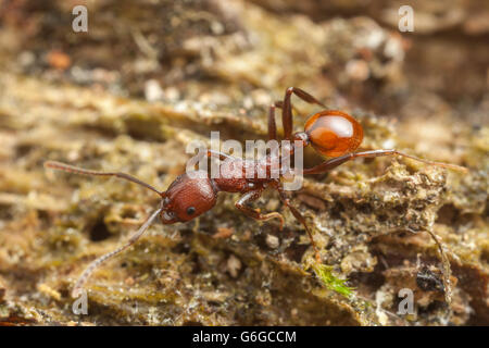 Ein Arbeiter der Wirbelsäule-taillierte Ant (Aphaenogaster Tennesseensis) Futter für Lebensmittel an einem gefallenen toten Baumstamm. Stockfoto