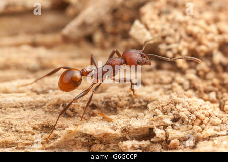 Ein Arbeiter der Wirbelsäule-taillierte Ant (Aphaenogaster Tennesseensis) Futter für Lebensmittel an einem gefallenen toten Baumstamm. Stockfoto