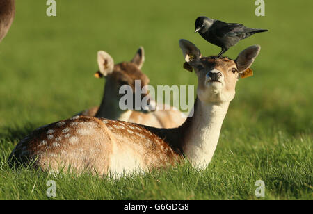 A Crow landet auf dem Kopf eines jungen Hirsch im Phoenix Park in Dublin. Stockfoto