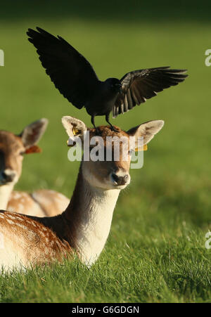 A Crow landet auf dem Kopf eines jungen Hirsch im Phoenix Park in Dublin. Stockfoto