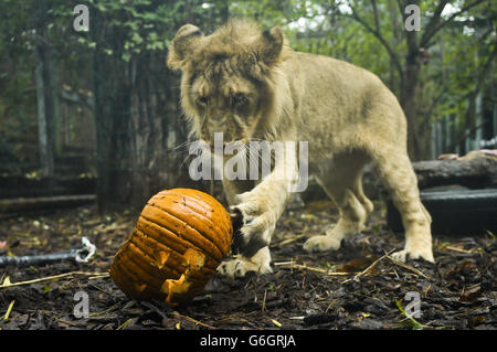 Ketan, das 11 Monate alte asiatische Löwenjunge spielt mit einem geschnitzten Kürbis als Tiere in den Bristol Zoo Gardens, Bristol Genießen Sie in der Trick-or-Treat-Saison gruselige Leckereien und laufen Sie bis zur Hallowe'en Night. Stockfoto