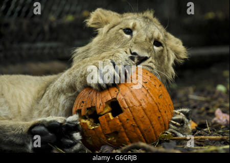 Ketan, das 11 Monate alte asiatische Löwenjunge spielt mit einem geschnitzten Kürbis als Tiere in den Bristol Zoo Gardens, Bristol Genießen Sie in der Trick-or-Treat-Saison gruselige Leckereien und laufen Sie bis zur Hallowe'en Night. Stockfoto