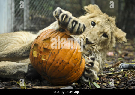 Halloween-Leckereien für Tiere Stockfoto