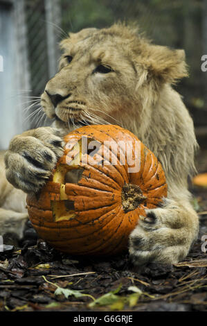 Ketan, das 11 Monate alte asiatische Löwenjunge spielt mit einem geschnitzten Kürbis als Tiere in den Bristol Zoo Gardens, Bristol Genießen Sie in der Trick-or-Treat-Saison gruselige Leckereien und laufen Sie bis zur Hallowe'en Night. Stockfoto