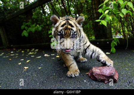 Ratna, ein vierzehn Wochen altes Sumatra-Tigerjunges, das heute Morgen im Zoo von Dublin als Tochter ihrer Mutter Sigra, 22. Juni 2003, geboren wurde, während sie von ihren Hütern auf Fleisch entwöhnt wurde. Dublin Zoo ist Teilnehmer der European Association of Zoos and Aquaria Tiger Campaign, um Geld für die Erhaltung von Tigern in der Wildnis zu sammeln und hofft, 50,000 Euro zu sammeln. Stockfoto