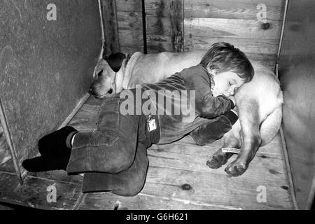 Adam Bedford, 5, aus Houston, Glasgow, macht ein Nickerchen mit seinem Labrador Snoopy auf der 88. Crufts Hundeausstellung in Earls Court. Stockfoto