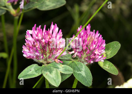 Nahaufnahme Bild des wilden Rotklee (Trifolium Pratense) wächst in ländlichen Umgebung Durham, England. Stockfoto