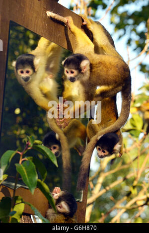 Ein Paar bolivianischer Eichhörnchen-Affen schaut sich dort an und schaut, vor der Ankunft von Eubie, einem Rüden, um sie im Monkey House im Londoner Zoo im Regents Park im Zentrum von London in Gesellschaft zu halten. Stockfoto