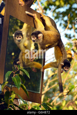 Ein Paar bolivianischer Eichhörnchen-Affen schaut sich dort an und schaut, vor der Ankunft von Eubie, einem Rüden, um sie im Monkey House im Londoner Zoo im Regents Park im Zentrum von London in Gesellschaft zu halten. Stockfoto