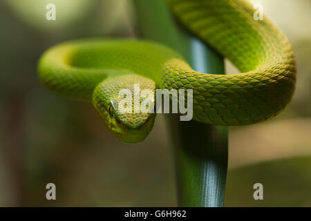 Grüne Schlange, grüne Schlange in Angriffsposition Stockfoto