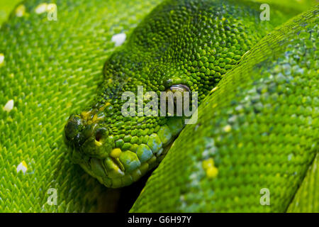Baumpython Makro, Tree Python Schlange Reptilien Tiere Stockfoto