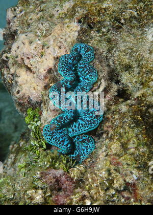 Eine blaue marine zweischalige Molluske, Maxima Clam, Tridacna Maxima, Unterwasser, Pazifischen Ozean, Hochzeitsreise Insel, Französisch-Polynesien Stockfoto