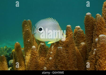 Tropische Fische, Foureye Butterflyfish, Chaetodontidae Capistratus, Unterwasser in der Karibik Stockfoto