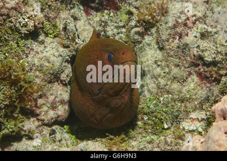 Leiter der ein Riesen Muräne Gymnothorax Javanicus, unter Wasser in den Pazifischen Ozean, Insel Huahine, Französisch-Polynesien Stockfoto