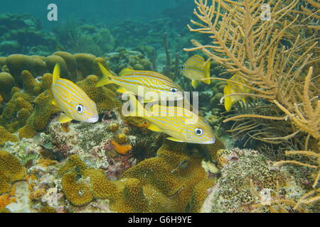 Tropische Fische französischen Grunzen, Haemulon Flavolineatum, Unterwasser in einem Korallenriff des karibischen Meeres Stockfoto