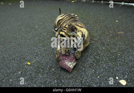 Ratna, ein vierzehn Wochen altes Sumatra-Tigerjunges, das heute Morgen im Zoo von Dublin als Tochter ihrer Mutter Sigra, 22. Juni 2003, geboren wurde, während sie von ihren Hütern auf Fleisch entwöhnt wurde. Dublin Zoo ist Teilnehmer der European Association of Zoos and Aquaria Tiger Campaign, um Geld für die Erhaltung von Tigern in der Wildnis zu sammeln und hofft, 50,000 Euro zu sammeln. Stockfoto