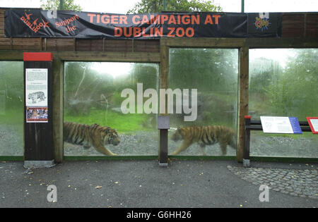 Ratna, ein vierzehn Wochen altes Sumatra-Tigerjunges, das heute Morgen im Zoo von Dublin als Tochter ihrer Mutter Sigra, 22. Juni 2003, geboren wurde, während sie von ihren Hütern auf Fleisch entwöhnt wurde. Dublin Zoo ist Teilnehmer der European Association of Zoos and Aquaria Tiger Campaign, um Geld für die Erhaltung von Tigern in der Wildnis zu sammeln und hofft, 50,000 Euro zu sammeln. Stockfoto