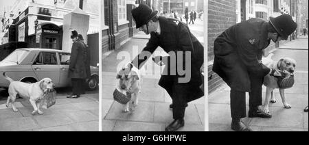 Sandy, ein Labrador, der Einkaufstaschen für seinen Meister, einen lokalen Zeitungskiosk und seine Kunden trägt, wurde heute bei der strengen Sicherheitskontrolle am Lambeth Magistrates' Court erwischt, wo 10 Personen, die beschuldigt werden, im vergangenen Monat Explosionen in London geplant zu haben, auf der Untersuchungshaft auftauchten. Stockfoto