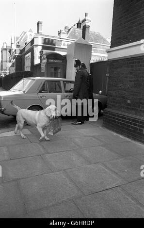 Sandy, ein Labrador, der Einkaufstaschen für seinen Meister, einen lokalen Zeitungskiosk und seine Kunden trägt, wurde heute bei der strengen Sicherheitskontrolle am Lambeth Magistrates' Court erwischt, wo 10 Personen, die beschuldigt werden, im vergangenen Monat Explosionen in London geplant zu haben, auf der Untersuchungshaft auftauchten. Stockfoto