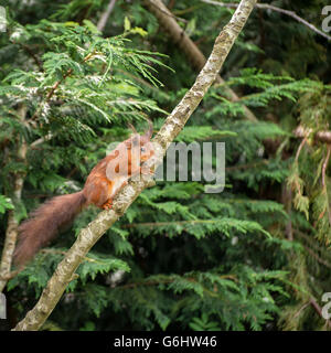 Niedliche Eichhörnchen im Baum versuchen, Nahrung zu erreichen spielen Stockfoto