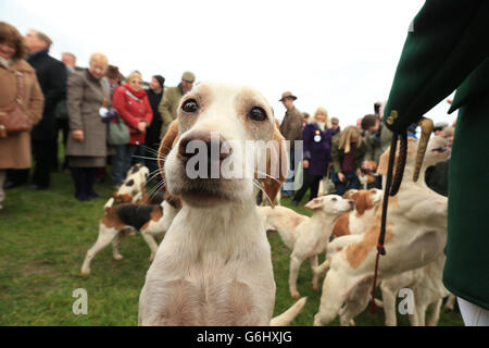 Ein Blick auf die Bagles auf dem Rasen der Mitglieder vor der Arkle-Tribüne auf der Cheltenham Racecourse Stockfoto