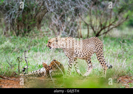 Gepard im Krüger-Nationalpark, Südafrika; Specie Acinonyx Jubatus Familie felidae Stockfoto