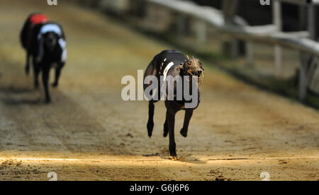 Greyhound Racing - William Hill St Leger Meeting - Wimbledon Stadion Stockfoto