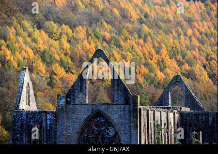 Die Bäume rund um Tintern Abbey im Wye Valley zeigen ihre Herbstfarben, wie Wetterexperten in den kommenden Wochen einen kalten Wetterzauber in ganz Großbritannien vorhersagen. Stockfoto