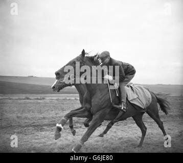 In die richtige Stimmung für die kommende Flat-Racing-Saison zu kommen, ist der junge Jockey LESTER PIGGOTT, der hier in Lambourn, Berks, besonders TROCKEN unterwegs ist. Das Pferd dahinter ist Gelderland (geritten von D.Forte). Piggott, der sich im vergangenen August bei Lingfield das Bein gebrochen hat, wird am 26. März im Handicap in Lincolnshire wieder auftreten. Er wird auf Abrahams Stern reiten, der von T.R. trainiert wird Rimell in Lambourn. Stockfoto