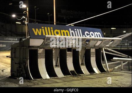 Greyhound Racing - William Hill St Leger Meeting - Wimbledon Stadion Stockfoto