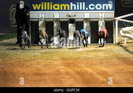 Greyhound Racing - William Hill St Leger Meeting - Wimbledon Stadion Stockfoto