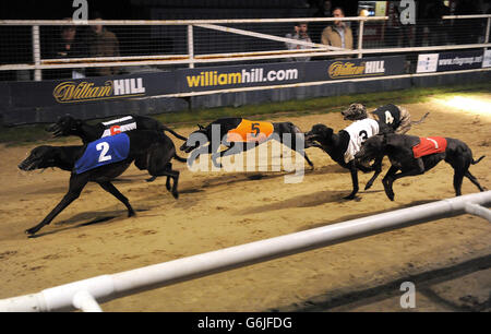 Greyhound Racing - William Hill St. Leger Meeting - Wimbledon Stadium. Windhunde Rennen im William Hill App herunterladen 480 Standard, Div B. Stockfoto