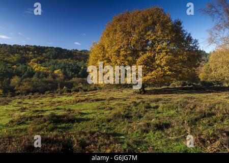 Im Devil's Punchbowl in Hindhead, Surrey, zeigt eine Eiche ihre Herbstfarben, während Wetterexperten in den kommenden Wochen einen kalten Wetterzauber in ganz Großbritannien vorhersagen. Stockfoto