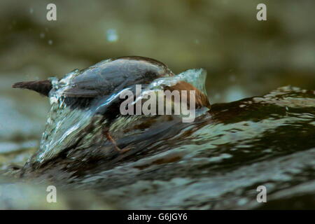 weißer-throated Schöpflöffel, Nahrungssuche, Tauchen, Deutschland / (Cinclus Cinclus) Stockfoto