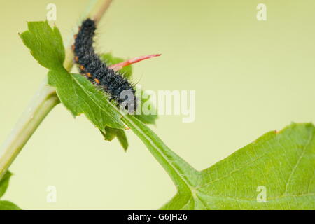 Kleine Kaiser-Motte, Raupe, Deutschland / (Saturnia Pavonia) Stockfoto