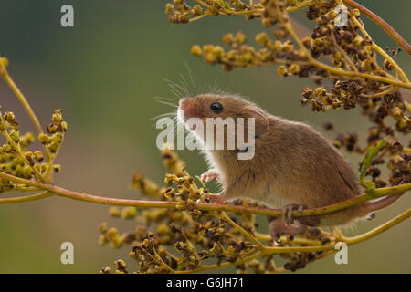 Zwergmaus, Deutschland / (Micromys Minutus) Stockfoto