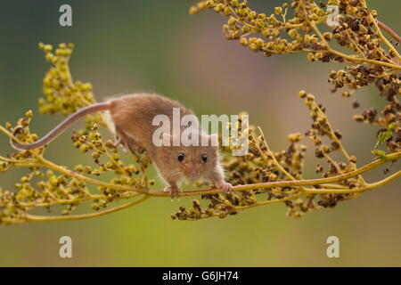 Zwergmaus, Deutschland / (Micromys Minutus) Stockfoto