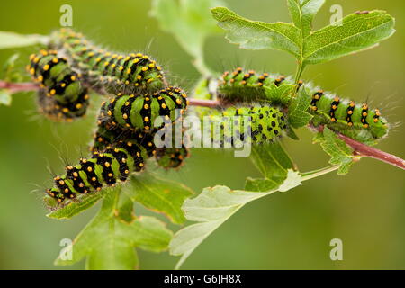 Kleine Kaiser-Motte, Raupe, Deutschland / (Saturnia Pavonia) Stockfoto