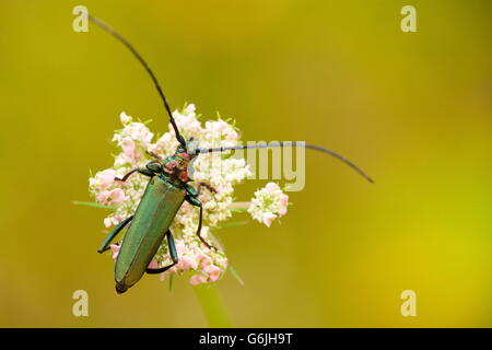 Moschus-Käfer, Deutschland / (Aromia Moschata) Stockfoto