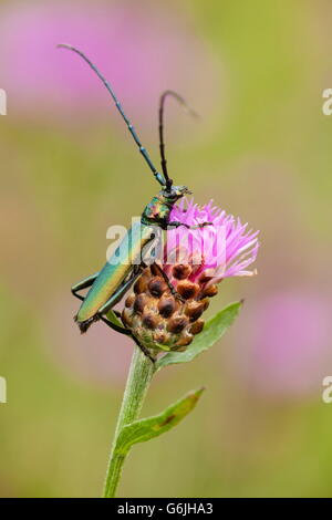 Moschus-Käfer, Deutschland / (Aromia Moschata) Stockfoto