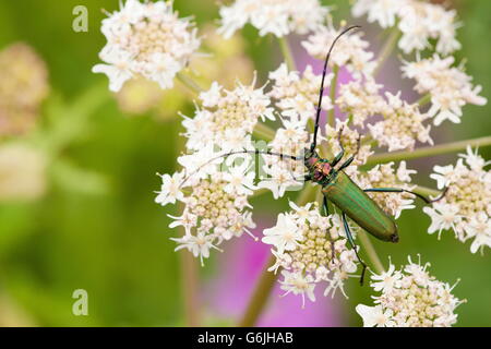 Moschus-Käfer, Deutschland / (Aromia Moschata) Stockfoto